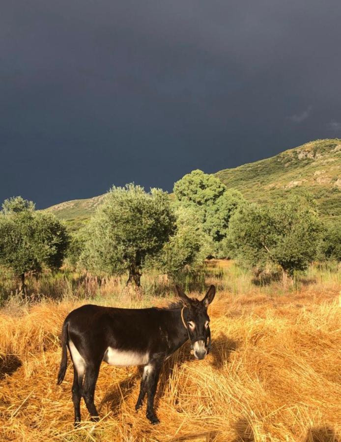 El Granado Villa Piedrabuena Kültér fotó